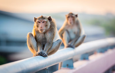 Monkeys sitting on railing