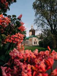 Red flowering plants by building against sky