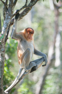 Low angle view of monkey on tree