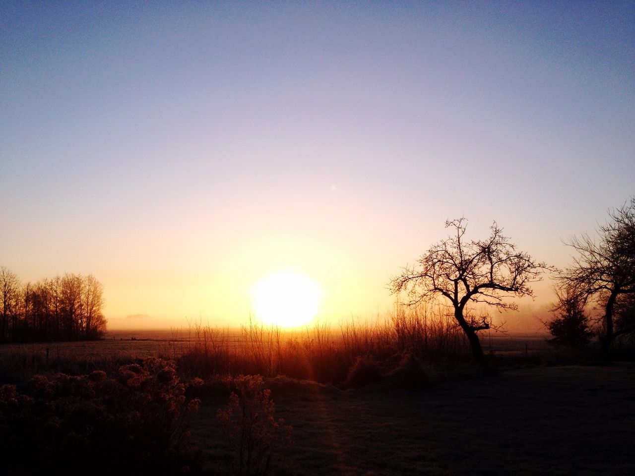 sunset, tranquil scene, tranquility, scenics, sun, silhouette, beauty in nature, landscape, clear sky, tree, nature, copy space, bare tree, idyllic, field, sunlight, orange color, non-urban scene, sky, remote