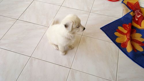 High angle view of dog on tiled floor