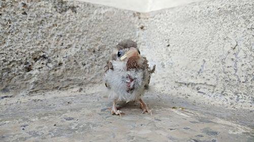 Full length of a horse