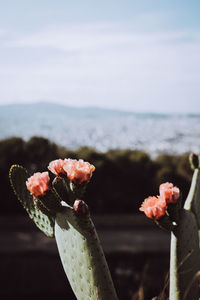 Close-up of flower against sea