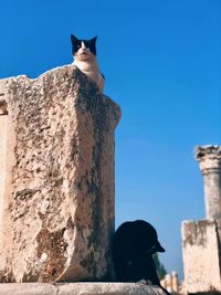 Cat looking away against blue sky