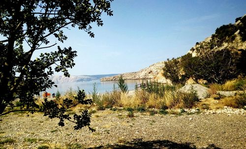 Trees on field against sky