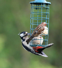 Birds perching on a feeder