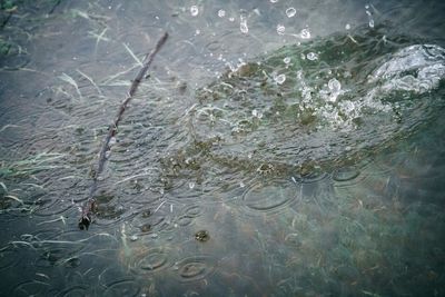 High angle view of jellyfish swimming in sea