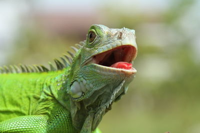 Close-up of a iguana