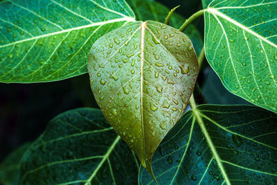 Close-up of green leaf