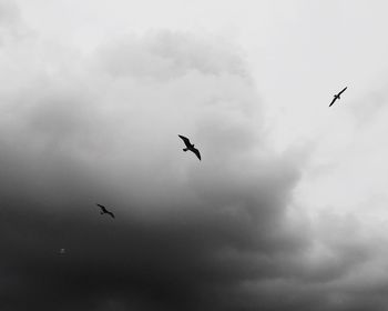 Low angle view of birds flying in sky