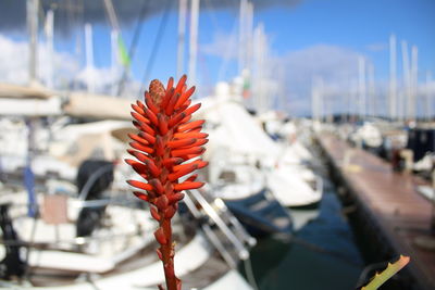 Close-up of orange flower in boat at harbor against sky