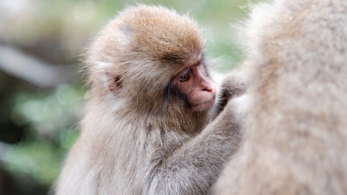 A closeup of a child monkey, thoroughly checking and cleaning his mother's for fleas, nagano, japan.