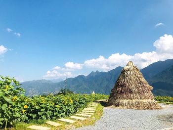 Panoramic view of vineyard against sky