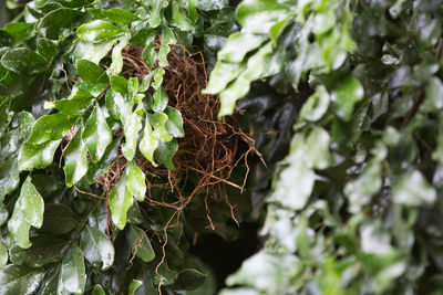 Close-up of lizard on plant