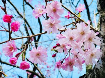 Close-up of pink cherry blossoms in spring