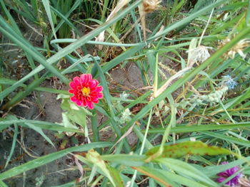 Close-up of pink flowering plants on land