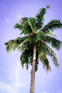Low angle view of coconut palm tree against sky