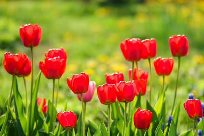 Close-up of red poppy flowers in field