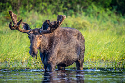 Elephant in lake