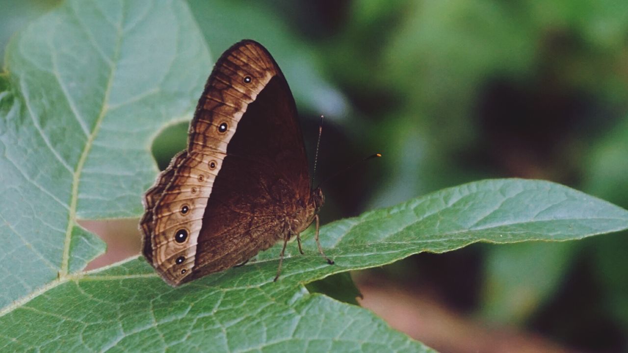 CLOSE-UP OF BUTTERFLY ON GREEN LEAF