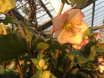 Close-up of flowers blooming outdoors