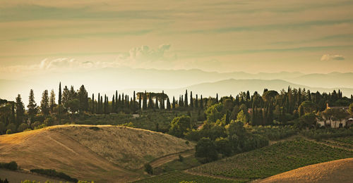 Tuscany hills rural countryside landscape, cypress passages and vineyard. wheat, olives cultivation.