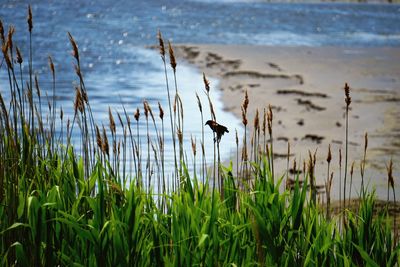 Red-winged blackbird perching on plant at beach