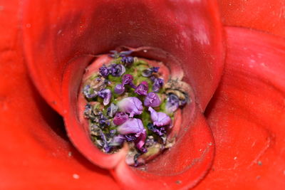 Close-up of red rose flower