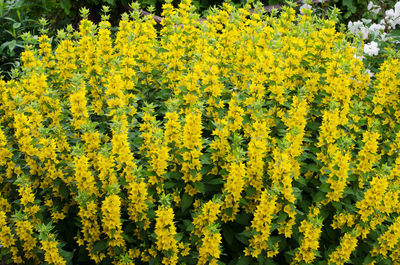 Close-up of yellow flowering plants on field