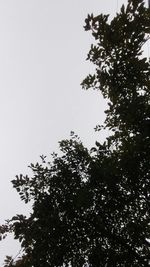 Low angle view of tree against clear sky