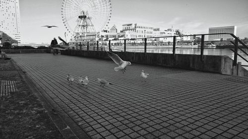Seagulls on walkway in city