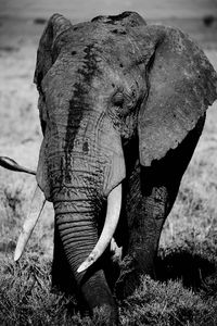 Close-up of elephant on field