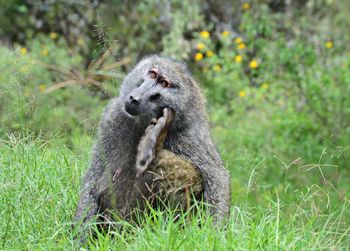 Close-up of monkey sitting on grass