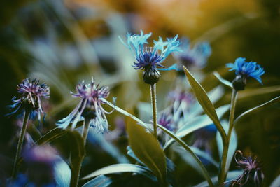 Close-up of purple flowering plant