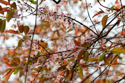 Close-up of cherry blossoms in spring