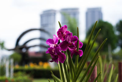 Close-up of flower blooming against sky