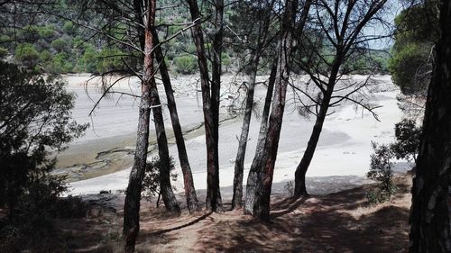 Trees in forest against sky