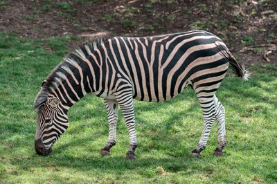 Zebra standing on field