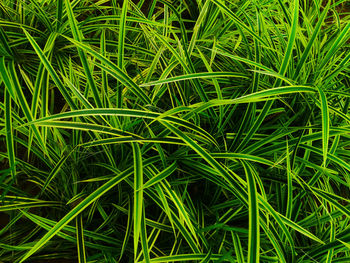 Full frame shot of corn field