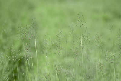 Close-up of grass on field