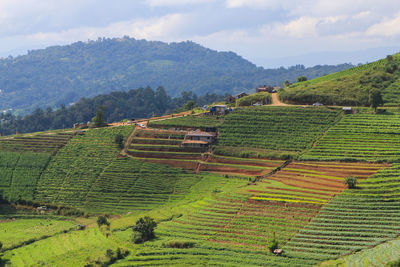 Scenic view of agricultural field against sky