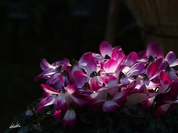 Close-up of pink flowers