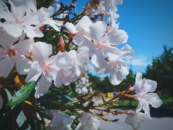 Close-up of white flowers blooming in garden