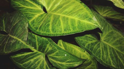 Close-up of fresh green leaf