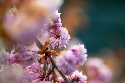 Close-up of pink cherry blossoms