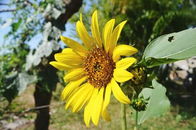 Close-up of insect on yellow flower