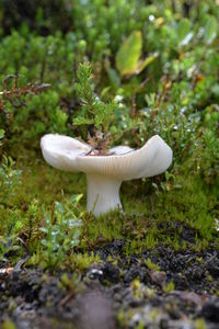 Close-up of mushroom growing on plant