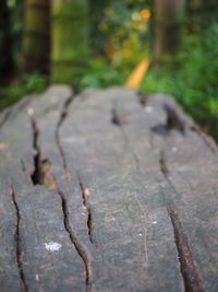 Close-up of tree trunk