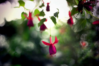 Close-up of pink flowering plant