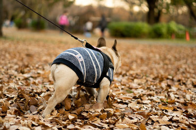 Close-up of a dog